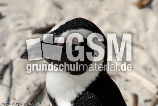 Brillenpinguin (124 von 148).jpg